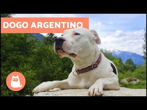 Dogo Argentino - Tudo sobre a raça