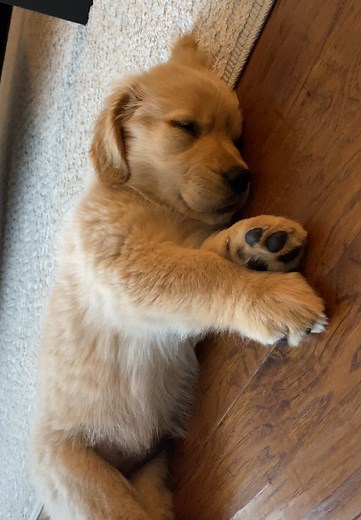 Understanding the Stages of a Golden Retriever's Life
