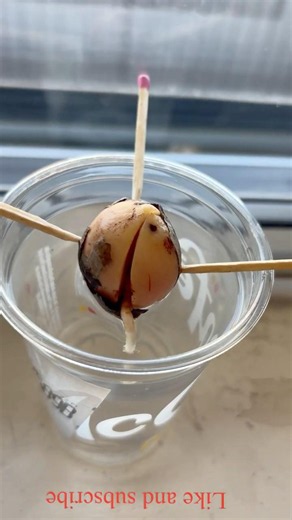 My avocado seed finally grew roots 👀” #avocado #gardening #planttok