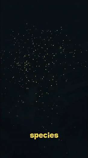 The Magic Science of Fireflies! 💡✨ #nature #shorts #fireflies #animals #facts #wildlife #pets