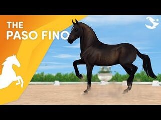 Meet the Paso Fino! 😍🤩💃 - Star Stable Horses