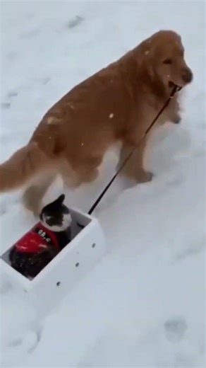 Cute Winter Cat Moments❄️🐱