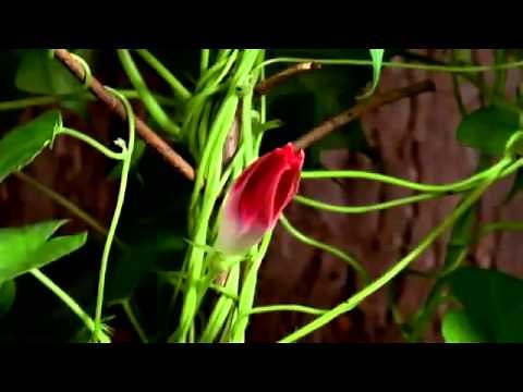 Bóg cudów lektor PL