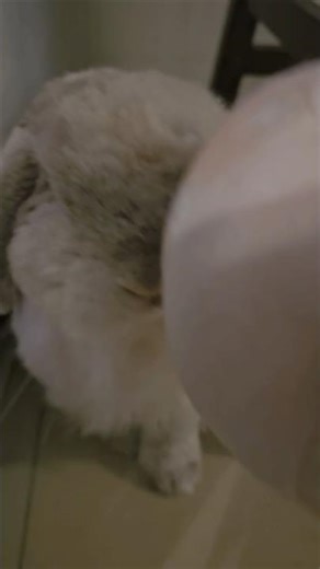 Bunny full body massage #animals #pets #rabbit #relaxing #cute #shorts