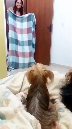 Funny Dog Prank Videos | Scarecam Scare Prank Compilation