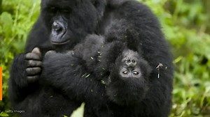 Africa's mountain gorillas at risk from coronavirus