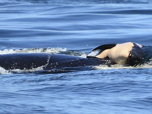 Grieving mother orca whale carried her dead calf for more than 24 hours