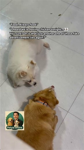 An Adorable In-Person Conversation Between Two Dogs