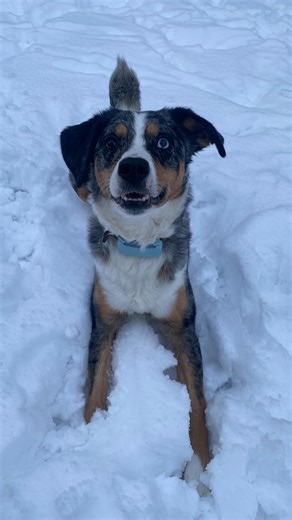 𝓢𝓴𝔂 on Instagram: "In den Garten gehen? - für Sky eher in den Garten springen 🤭 #hundeliebe #instadaily #dogcomedy #dailyreels #instadog"