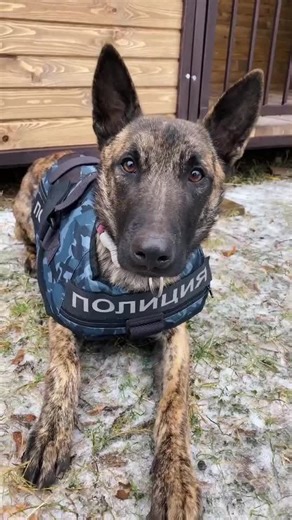 Служебные гиены: умные породы собак для полицейской работы