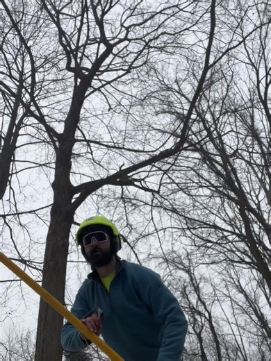 Norway Maple (Acer platanoides)