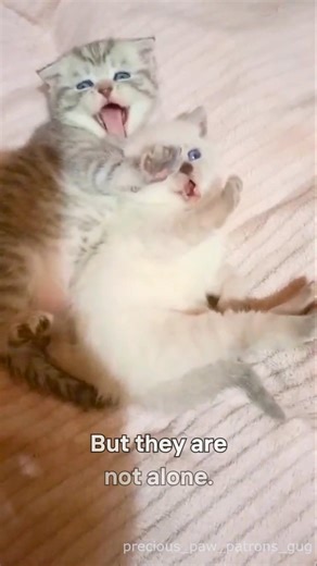 Why they need you this Sunday 💜🐾