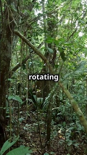 The Yanomami Solution: Sustainable Rainforest Agriculture