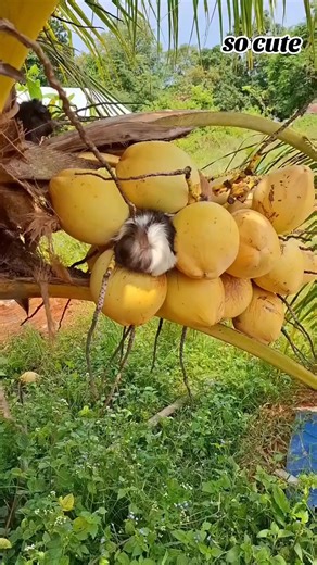 so cute #for #typ #nature #trending #007 @Tik Tok For YOU @TikTok Bangladesh @Tik tok audios