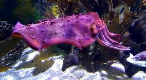 👽 The alien-like giant cuttlefish camouflage themselves to capture prey and avoid predators! Even though it is colourblind, the cuttlefish will change its colour, pattern, texture, and even its shape to mimic anything its surrounds. Wow! | SEA LIFE Melbourne Aquarium