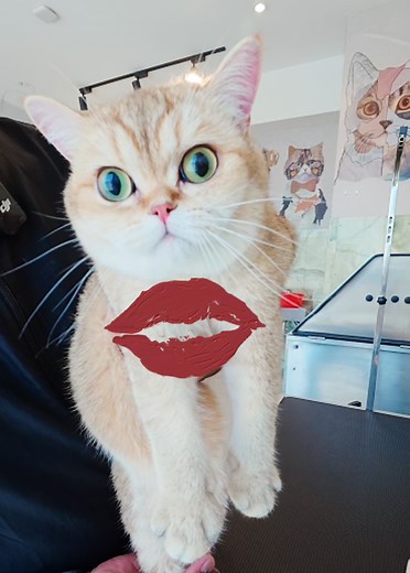 British Shorthair Cat Shedding Amount Revealed