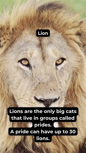 National zoo lovers day-April 8🦁#Zoo #April8 #HowTo #Trivia #ZooLover ￼