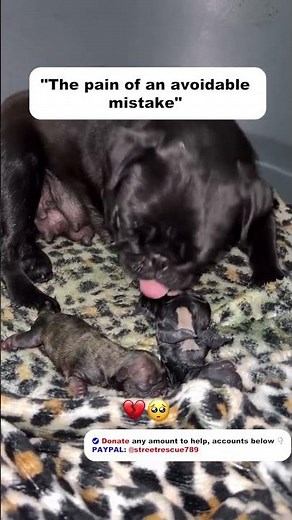 Heartbreaking Dog Breeding Story | Why Irresponsible Crosses Kill Puppies #frenchbulldog