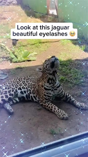 Glamorous Jaguar with Stunning Lashes