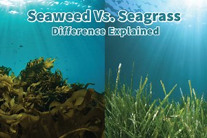 Seaweed Vs. Seagrass, Difference Explained | Mondoro