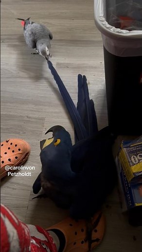 African grey parrot Pulls the Tail of a Hyacinth macaw!