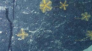 Twelve deep-water creatures discovered in Atlantic Ocean