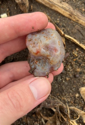 The rain made this Lake Superior agate nodule easy to spot! #minnesota #lakesuperior #gems #rocks #rock #gem #crystals #minerals #beautiful #nature #wow #fypシ #fyp