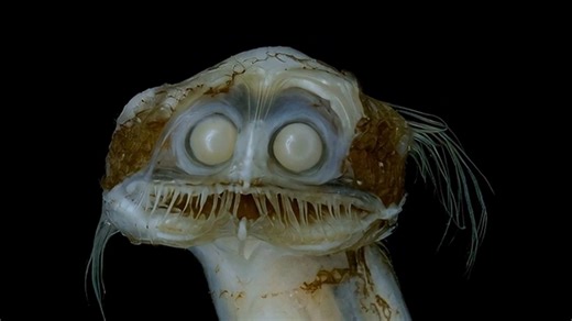 Real animals that look like aliens. | Daniel Arenson, Sci-Fi & Fantasy Author