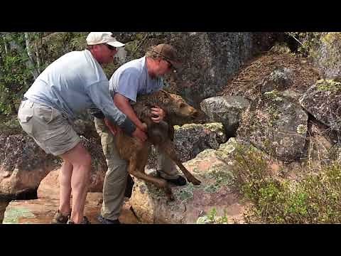 Baby Moose Rescue