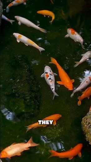 Do fish feel pain?