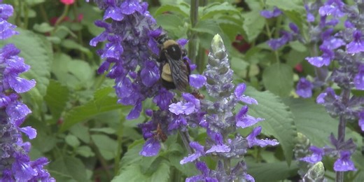 11th annual garden show and spring festival draws crowds despite rain