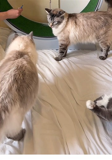 Cat Running Wheel: Keeping Zoomies at Bay