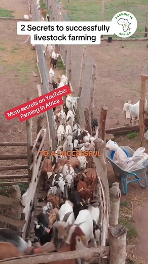Discover the secrets to successful livestock farming: getting the right breed and having the right feeding program! Here at Farming in Africa, we’re proud to share our secrets to success with you. #farminginafrica #farming #ghanatiktok🇬🇭 #farmlife #agriculture #farmingsolutions #africanfarming #animalcare #livestockfarming #successfulfarming #rightbreed #feedingprogram