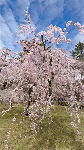 Kyoto Sakura in Full Bloom 🌸 | Peaceful Spring in Japan (4K Shorts)