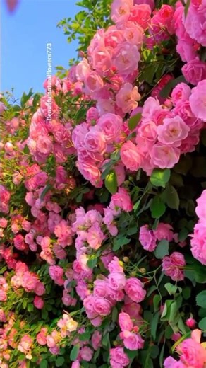 “The Most Beautiful Summer Roses 🌹 | Garden Paradise 4K”
