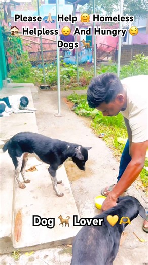 Please 🙏🏻 Help 🤗 Homeless 🏚️ Helpless 😞 And Hungry 🤤 Dogs 🐕#shorts #animals #help #street