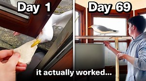 Day 1-69 of Feeding My Pet Seagull To Gain His Trust... it actually worked & now we're best friends | Feeding Steven