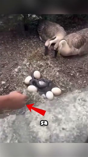 Ce serpent allait dévorer leurs bébés… un homme fait l’impensable 😳❤️ #shorts