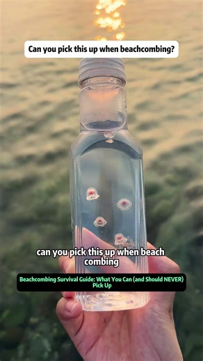 Beachcombing Survival Guide: What You Can (and Should NEVER) Pick Up #sealife #oceanlife #seacreatures #marinelife #learnontiktok