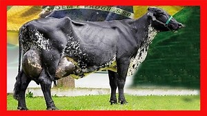 34K views · 3.7K reactions | Bos Indicus X Bos Taurus #cattle #ranch #bovinos #vacas #vacasLecheras #girolando #gyr #holstein #gir #sardonegro #toros #ganaderia #videos #infoagricola #infoagricolagt #girolando | Infoagrìcola | Facebook