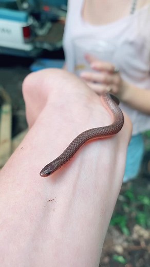 Imma sneaky snake 😂 #PetRoutine #foryou #haileeandkendra #funny #trend #viral #love #fyp #foryoupage #snake