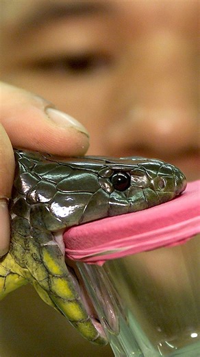 You’ll Never Look at Snakes the Same Again