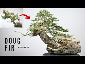 Doug Fir Bonsai Time-lapse