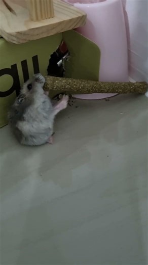 🐹📦 Escape room challenge: Mochi bites her way out… then moves back in with her chew stick 😂