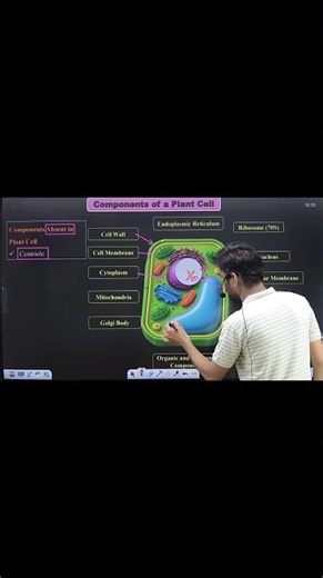 Plant Cell Structure