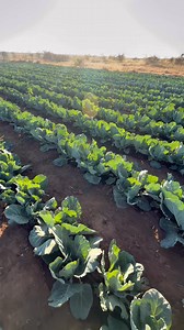 Agriculture is the way to go bantase #cabbage #farming #youthinagriculture #organicfertiliser | Wendy Moshakgs