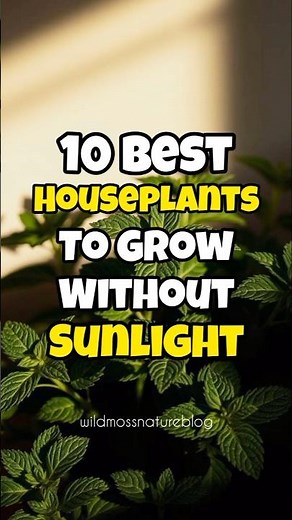 Best indoor plants to grow without sunlight / Houseplants for zero sunlight #short