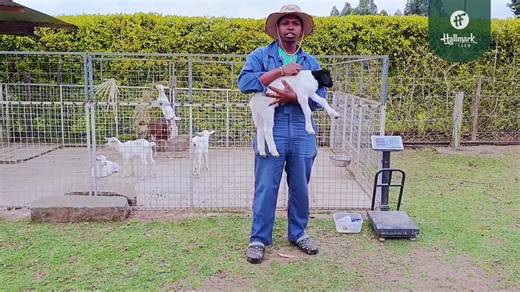 Welcome to Hallmark Farm – Breeding precision, raising Legacy. Watch our step-by-step guide to docking Dorper lamb tails safely and professionally. #DorperTailDocking #DorperSheep #EliteGenetics #SheepFarmingTips #HallmarkFarm