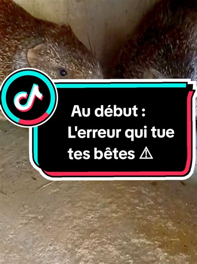 Au début : L'erreur qui tue tes aulacodes (Agouti)⚠️ #aulacode #agoutihusky @Ferme Amani Bouake
