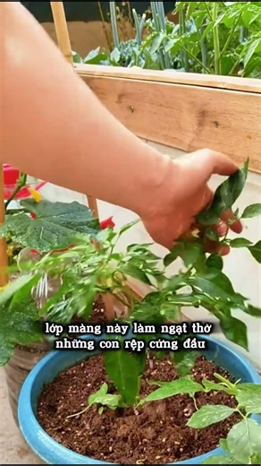 Cây ớt bị rệp sáp quấy phá, ứng dụng theo 2 bước xử lý nhà Xanh Sang ! #meohay #lamvuondothi